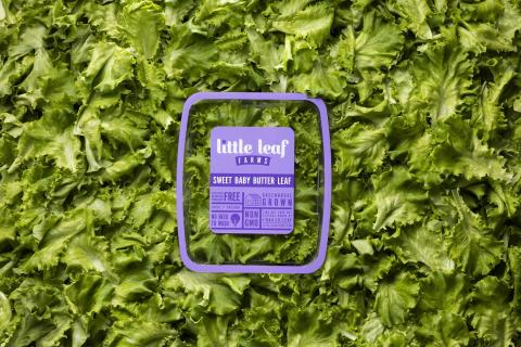 Little leaf Farms Butter Leaf Lettuce Main Image