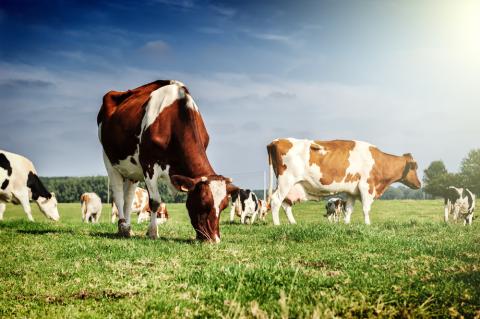 Meat livestock