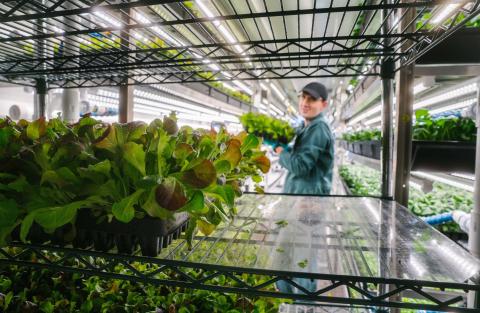 Square Roots Farm Production Main Image