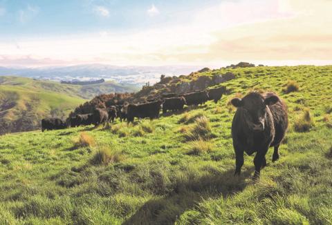 Silver Fern Farms