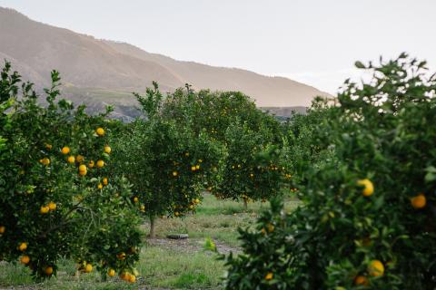 SEG Sunkist Growers Citrus Pollinators Main Image