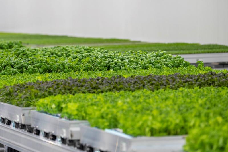 An Inside Look At Bowery Farming's Largest Indoor-Farming Facility ...