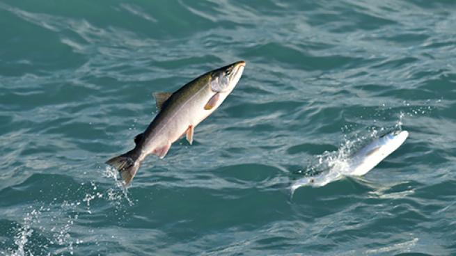 Fish