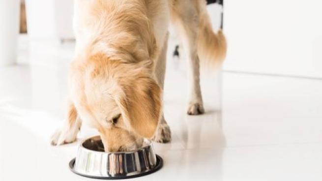 More Than 100 Dog Deaths Attributed to Contaminated Pet Food