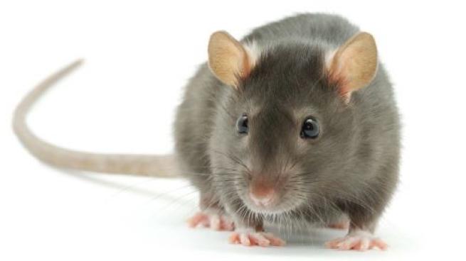 Making Pest Control a Priority 