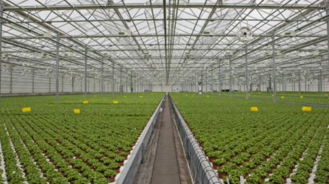 Gotham Greens Opens New Greenhouse In Colorado As Local Businesses