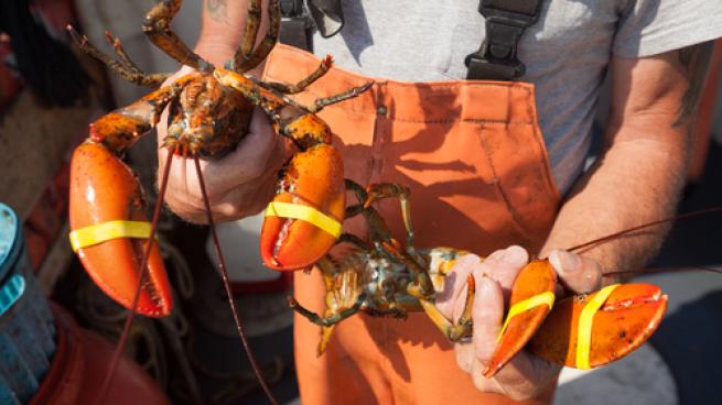 lobster