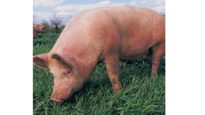 Acceligen Pork 