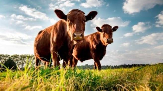 cattle