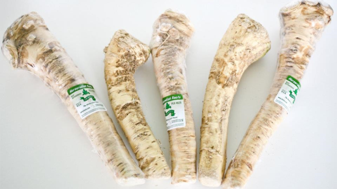 Fresh Horseradish Root