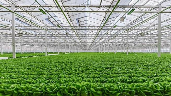 Gotham Greens Greenhouse Opens Today - Rhode Island Monthly