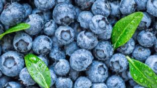 Blueberry Groups Add New Nutrition and Health Research Leadership Position