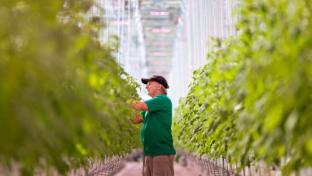 AeroFarms Emerges From Bankruptcy With New Plan | Progressive Grocer