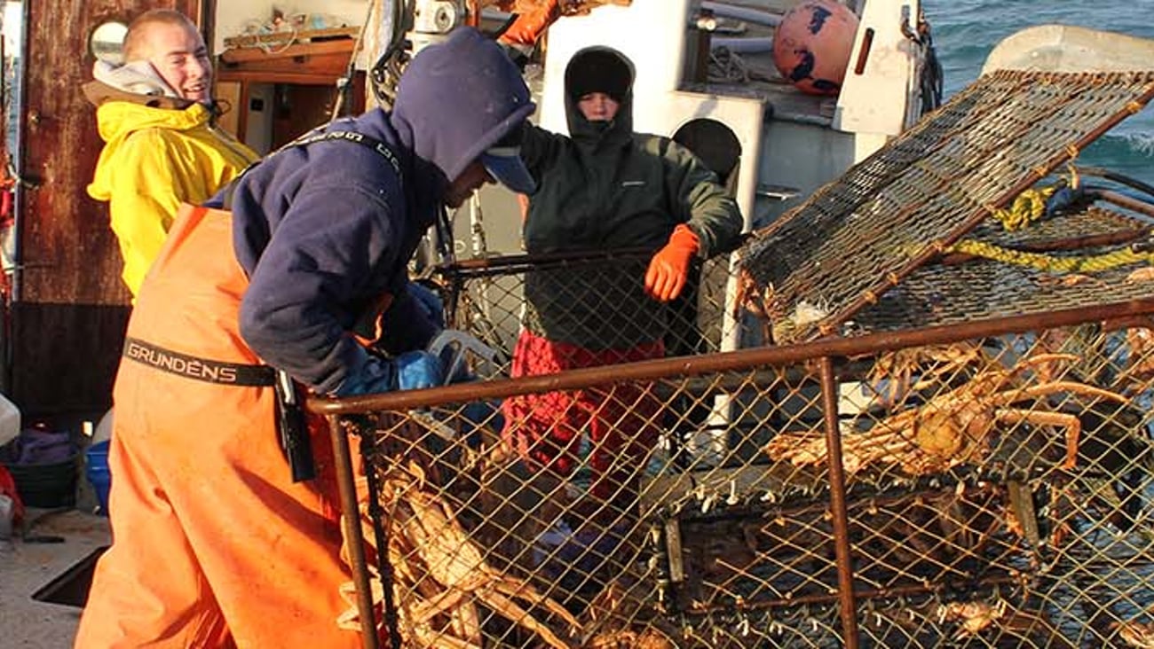 Hot tip: huge harvest of the Alaska crabber’s favorite crab