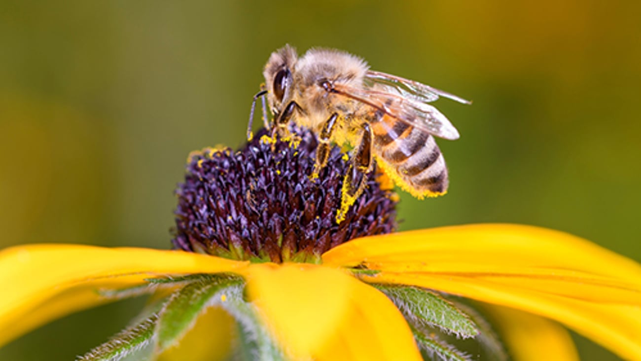 Bee Pollinating a Flower Teaser