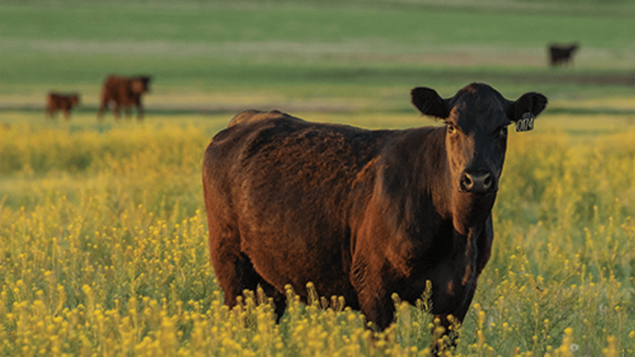 Beefing_Up_Sustainability_The_Competitive_Advantage_of_Certified_Angus_Beef