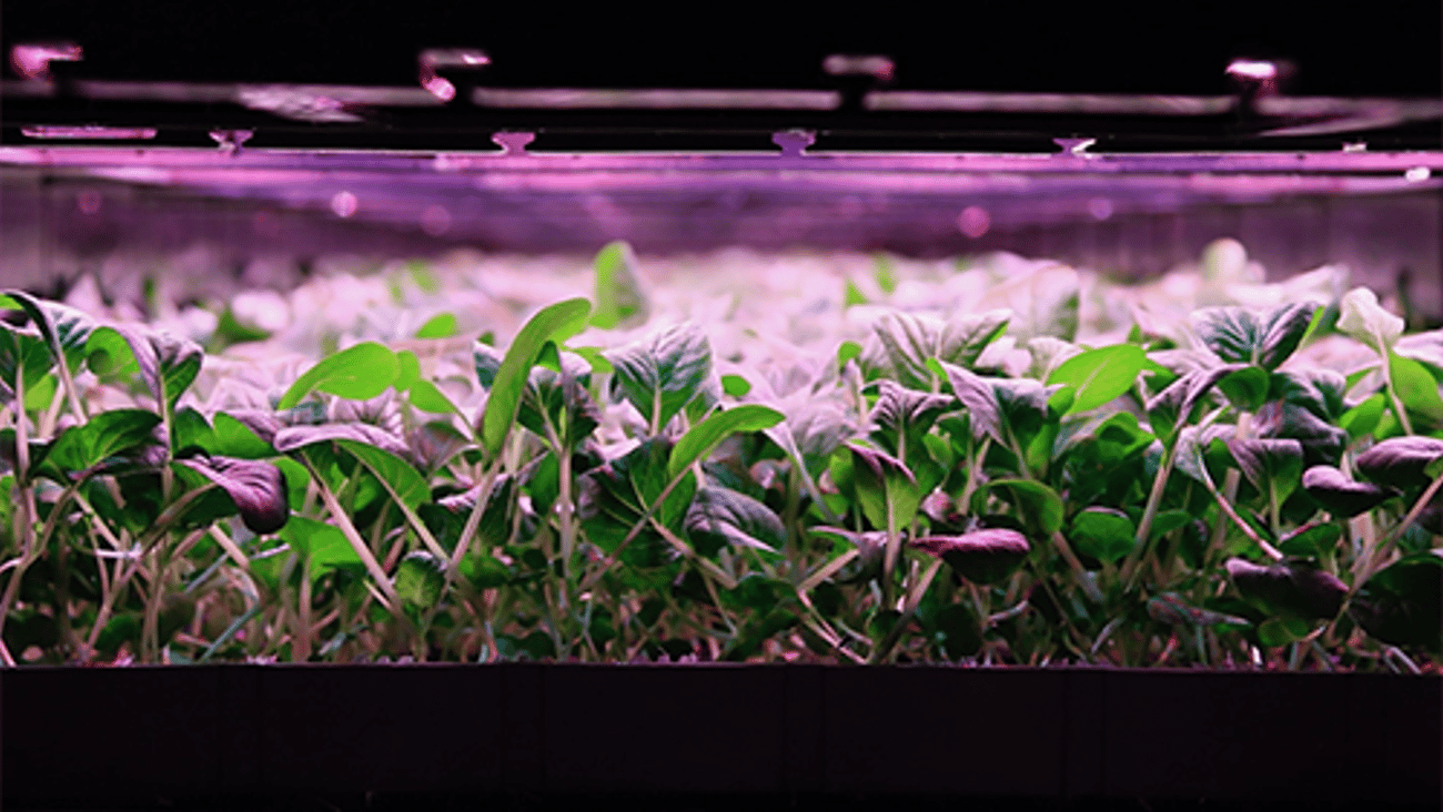 Opollo Farm Plants Horizontal Teaser