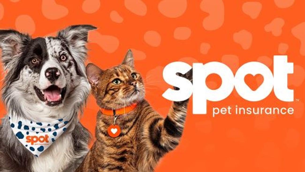 Spot Pet Insurance teaser