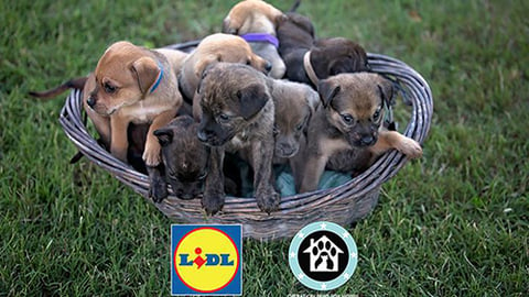 Lidl Operations Paws for Homes Retail to the Rescue