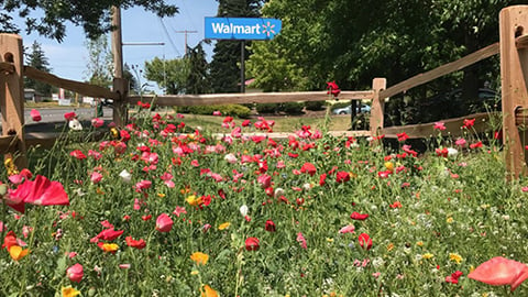 Walmart's Pollinator Gardens