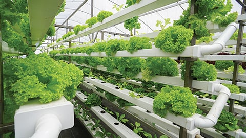 Breeding Freshness With Hydroponic Technology