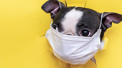 Pet Retail Sales Gaining During the Pandemic