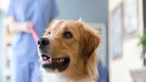 Walmart Offers First-of-Its-Kind Pet Prescription Program 