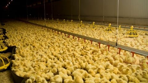 Food Industry Needs to Improve Animal Welfare: Report