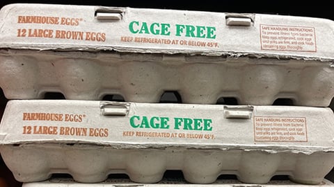 Cage-Free Eggs Teaser