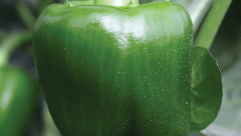 What the Environmental Connection Between Planet and People Means for GROCERY RETAILERS