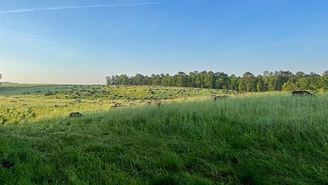 Sprouts farm