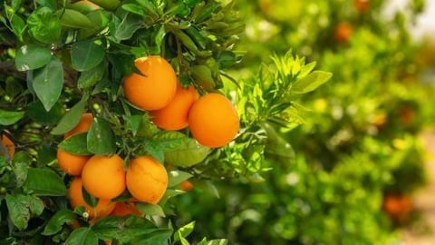 Orange Harvest