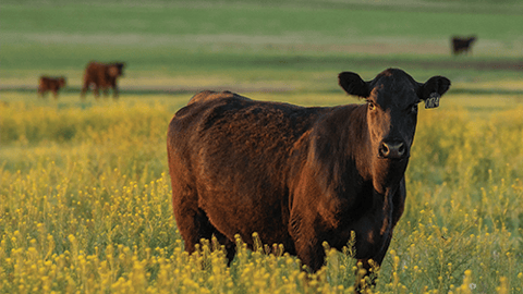 Beefing_Up_Sustainability_The_Competitive_Advantage_of_Certified_Angus_Beef