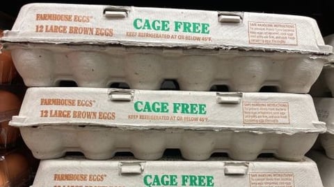 Egg teaser