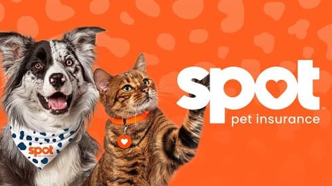 Spot Pet Insurance teaser