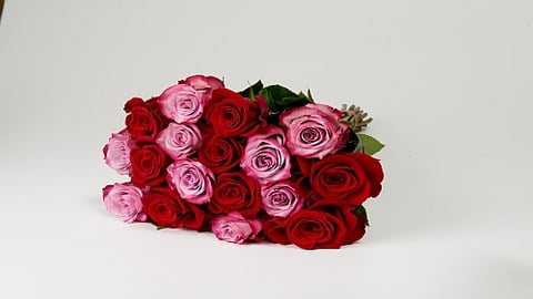 Roses for Valentines