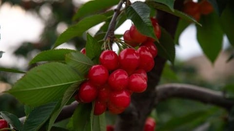 Gee Whiz Cherries
