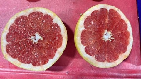 Red Grapefruit