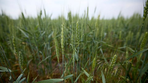 Farmland Crops Photo Credit: Capture Film Co Teaser