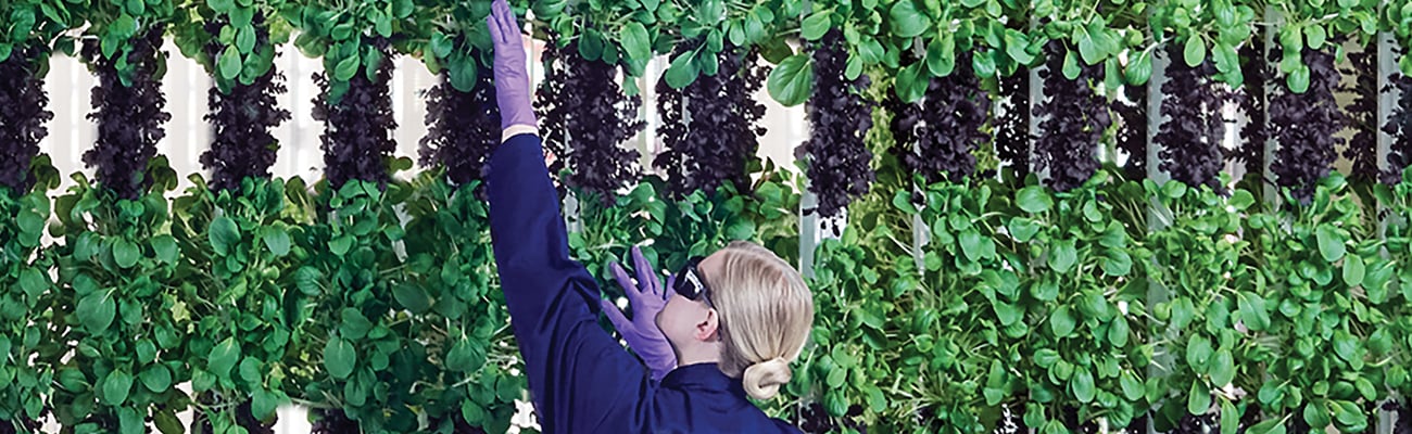 Cultivating Better Produce With Hydroponics 