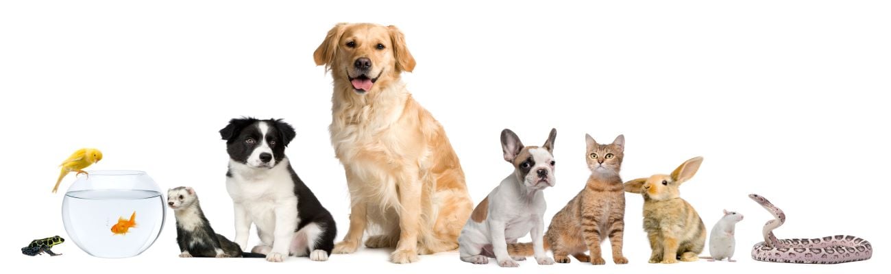 a group of brown and white dog