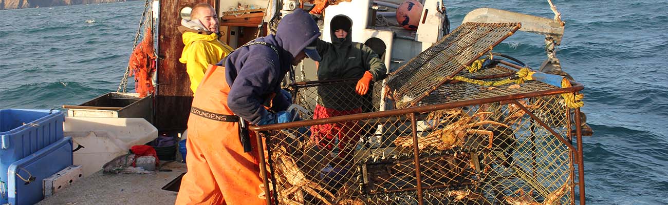 Hot tip: huge harvest of the Alaska crabber’s favorite crab