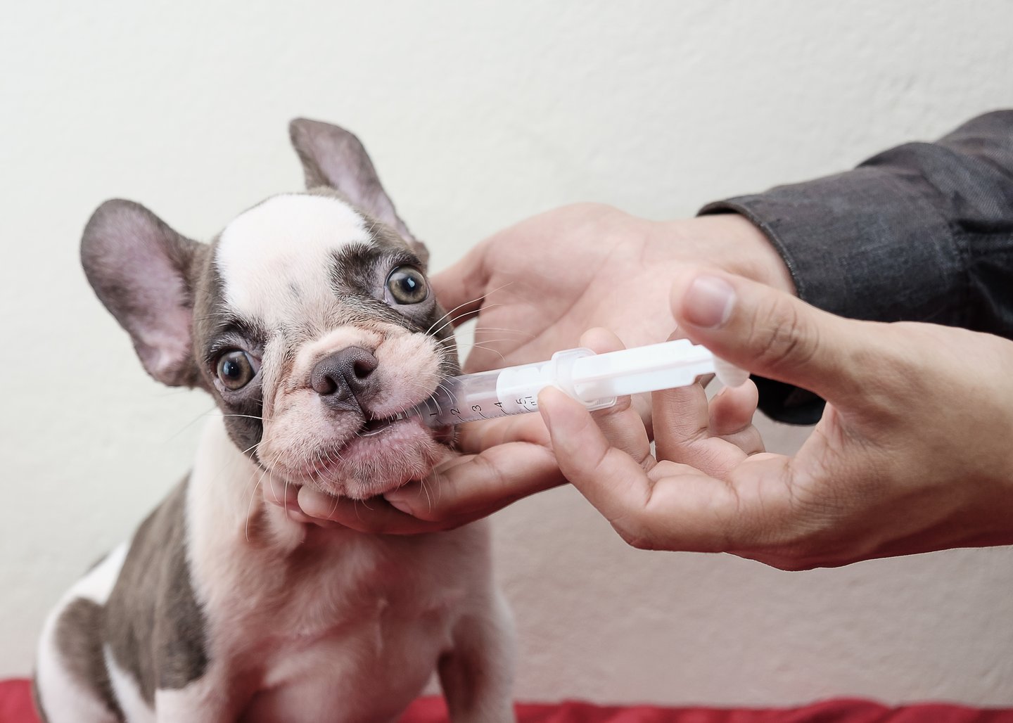 Georgia Publix Pharmacies Now Fill Pet Med Scripts