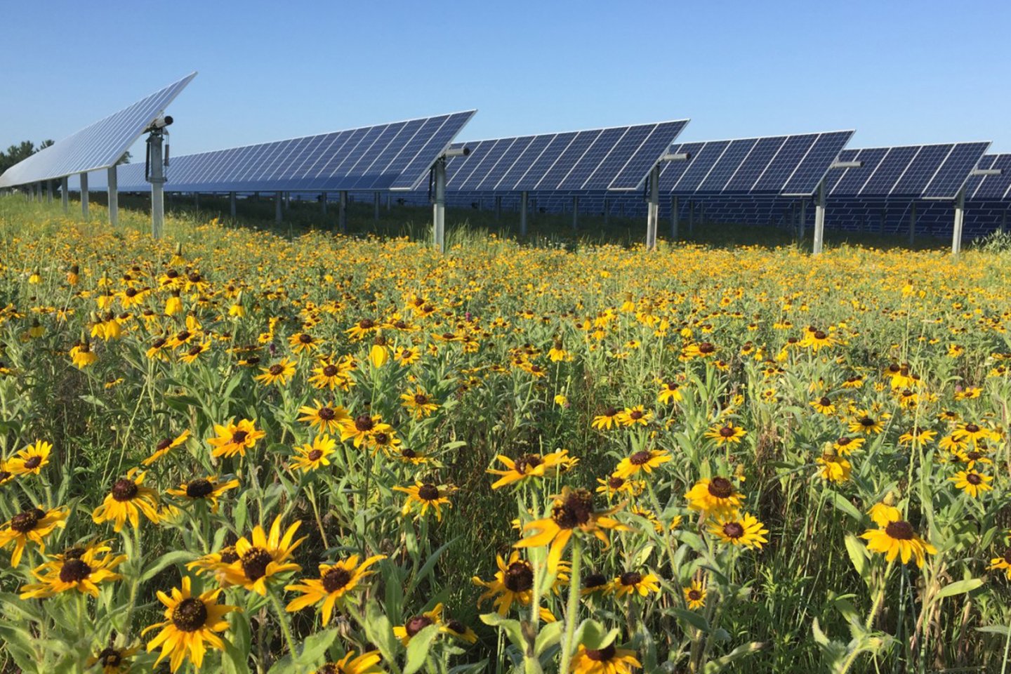 Walmart Moves to Protect Pollinators From Pesticides Friends of the Earth