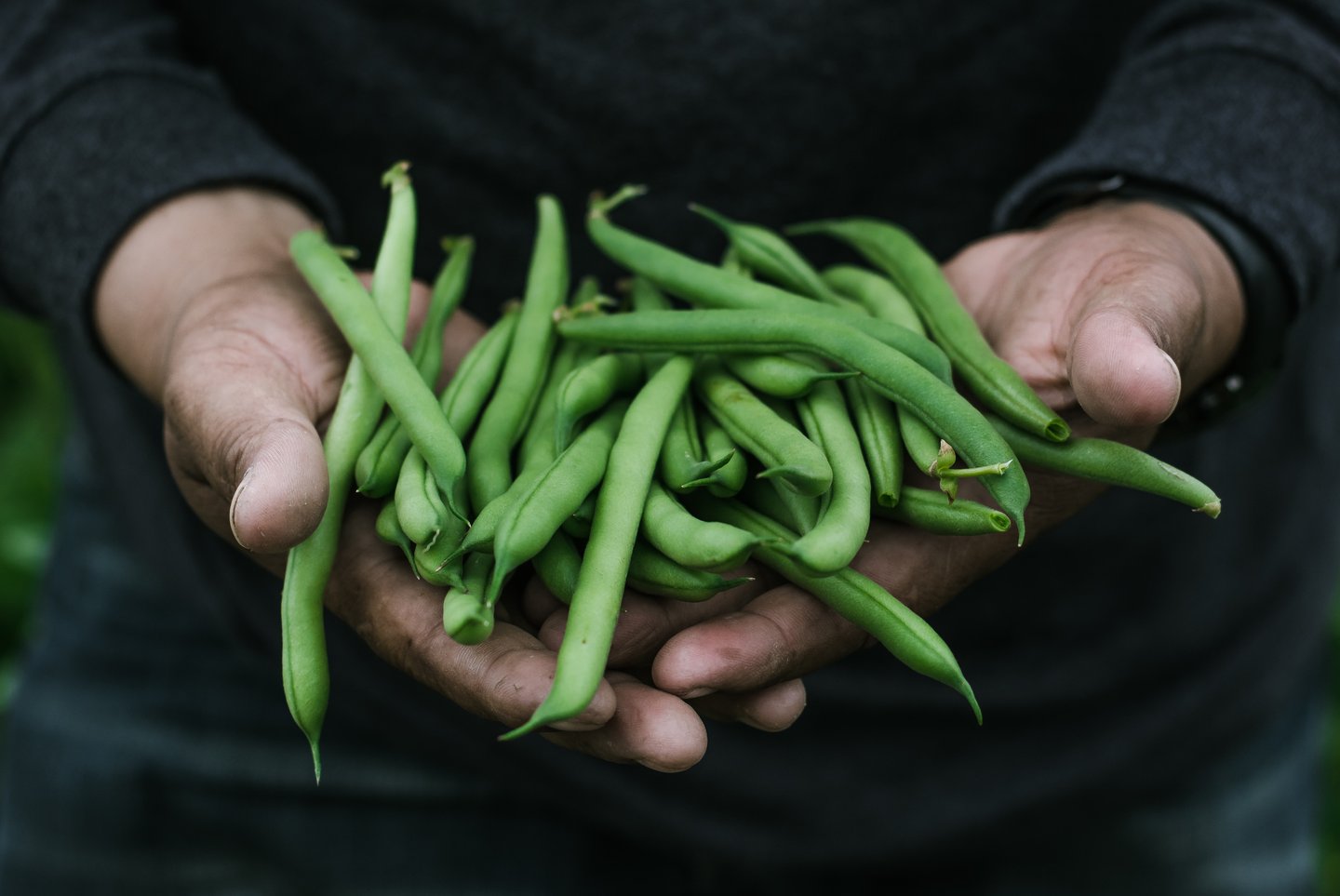 Beans from farmer