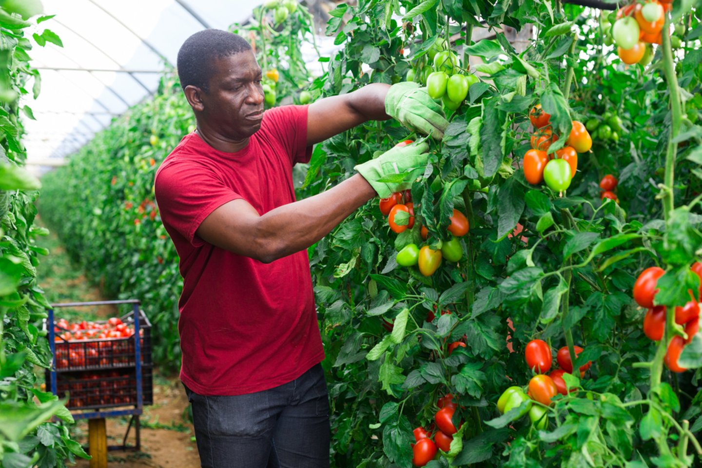 Tomato Farmer Main Image