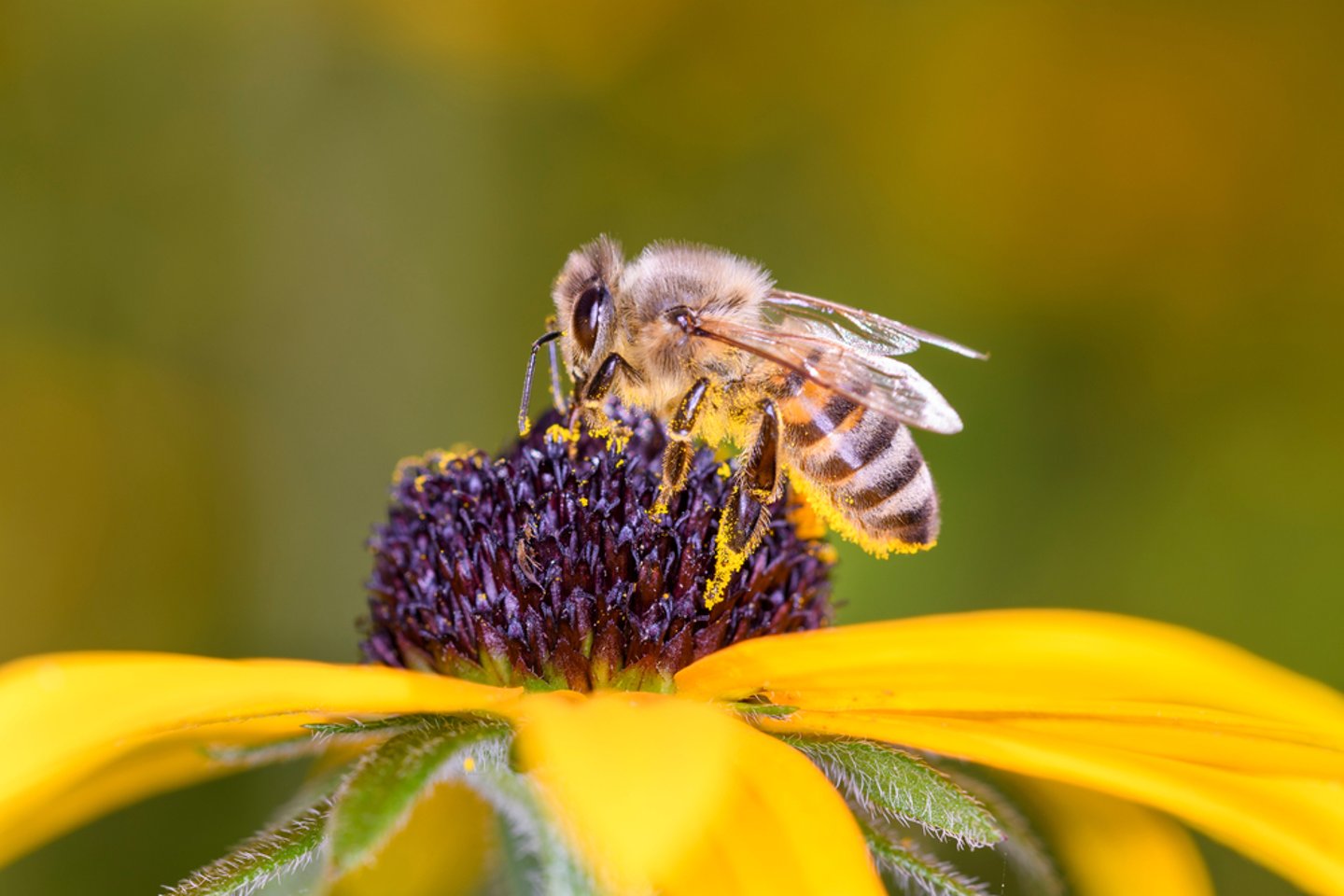 Bee Pollinating a Flower Main Image