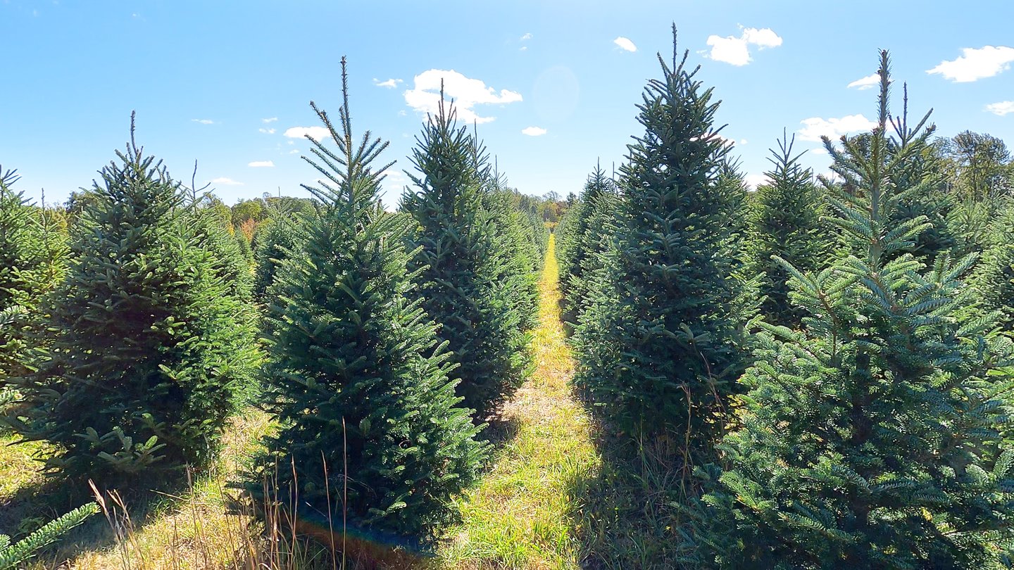 Christmas trees on farm