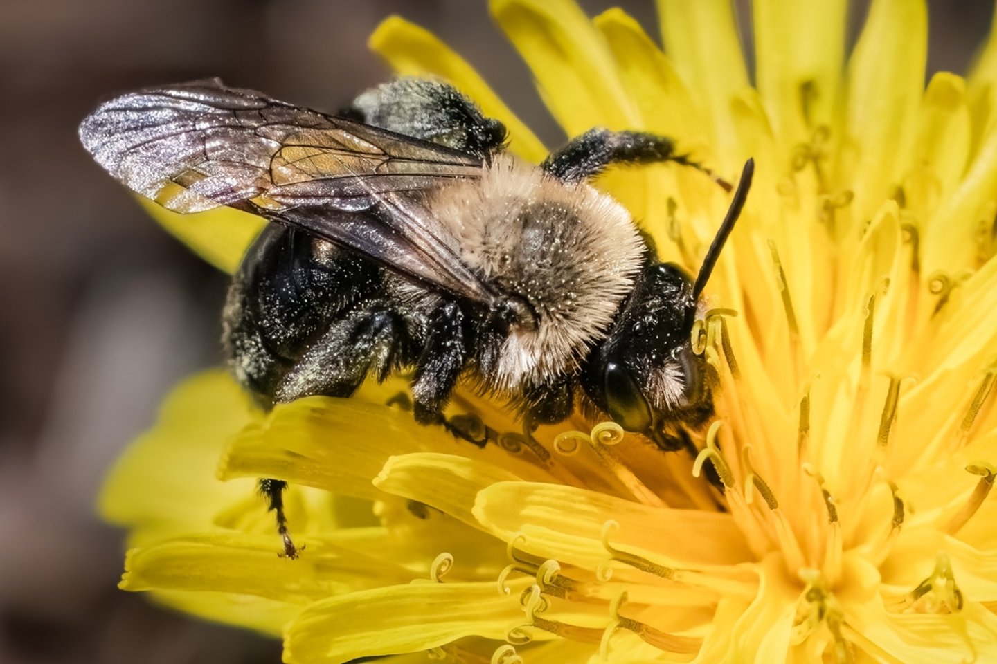 Pollinator Closeup Main Image