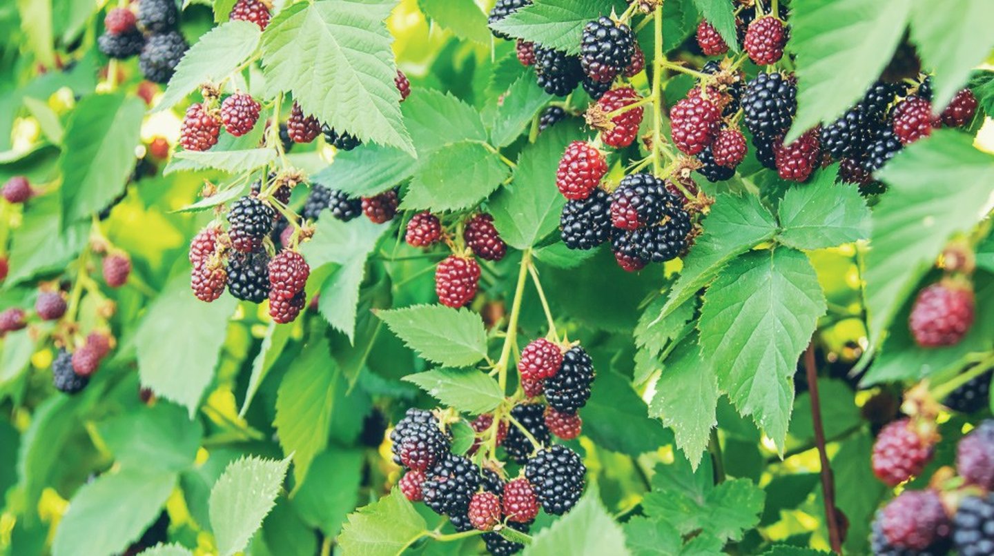 Walmart blackberries